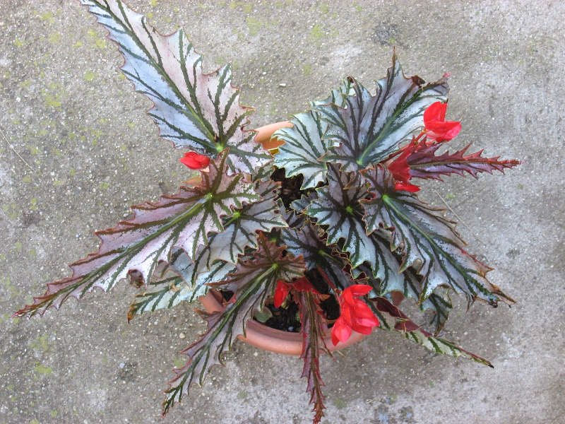 B. ‘Lady Prado’